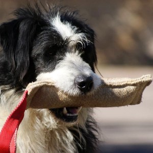 Джутовая кусалка для дрессировки бордер-колли «Agility Dog»